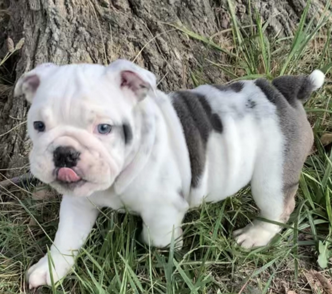 comprar cachorros sanos, baratos y asequibles para la venta